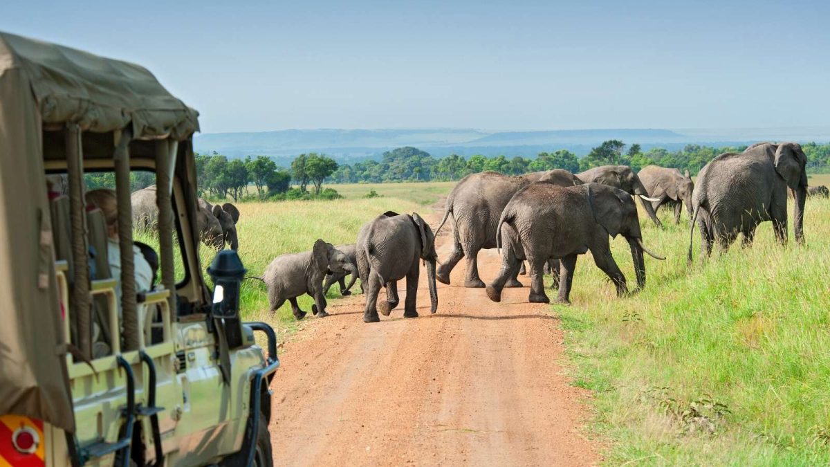 Tailor-Made East Africa Safari Itineraries: - MANDRILL AFRICAN SAFARIS